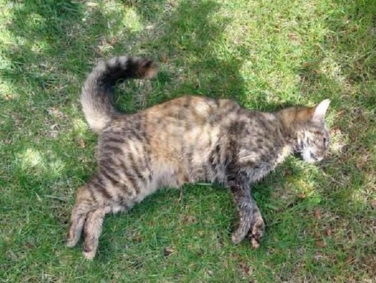 Niepokojące pytanie rozgrzewa lokalną opinię publiczną od kilku tygodni. Na osiedlowych trawnikach i w pobliżu budynków znajdowane są kolejne padłe zwierzęta i nie wiadomo do końca, jakie czynniki decydują o ich nagłej śmierci. Jedni uważają, że są systematycznie podtruwane.