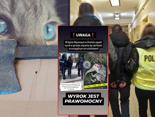 Rok więzienia za bestialstwo w Kozie-Gotówce. Nie ma litości dla oprawcy kota [ZDJĘCIA]