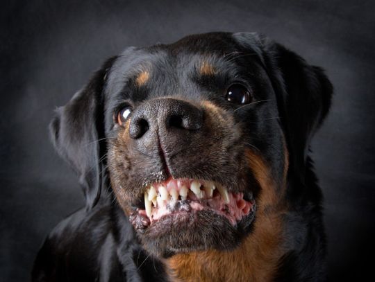 Rottweilery zaatakowały kobietę | Super Tydzień