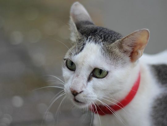 Wścieklizny na terenie Chełma, powiatu chełmskiego i krasnostawskiego już nie ma