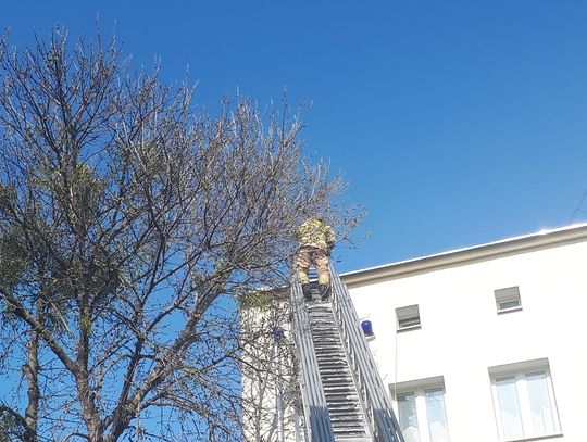 Ruszyli kotu na ratunek