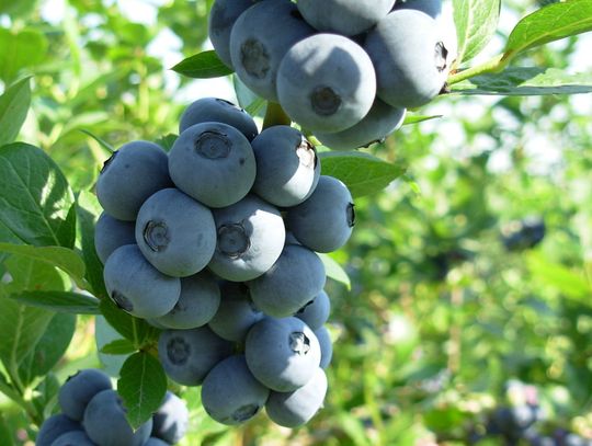 Sadzonki borówki amerykańskiej