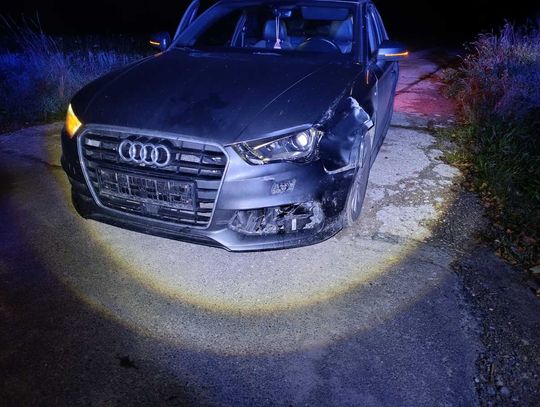 Sar­na wbiegła przed auto. To mogło się skończyć tragicznie. Włodawska policja ostrzega