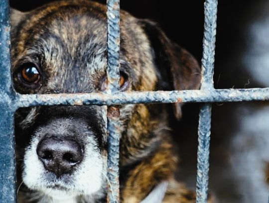 Schronisko bez zarządcy? Miasto sięga po rozwiązanie tymczasowe Tymczasowa umowa pozwala miastu uniknąć przerwy w opiece nad bezdomnymi zwierzętami, ale nie rozwiązuje problemu systemowo. Odpowiedź na pytanie o długofalowe finansowanie schroniska oraz priorytety budżetowe Chełma wciąż pozostaje otwarta.