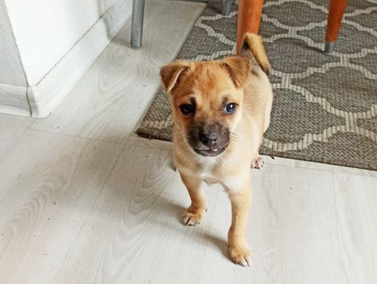 Schronisko czynne dłużej