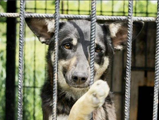 Schronisko pęka w szwach