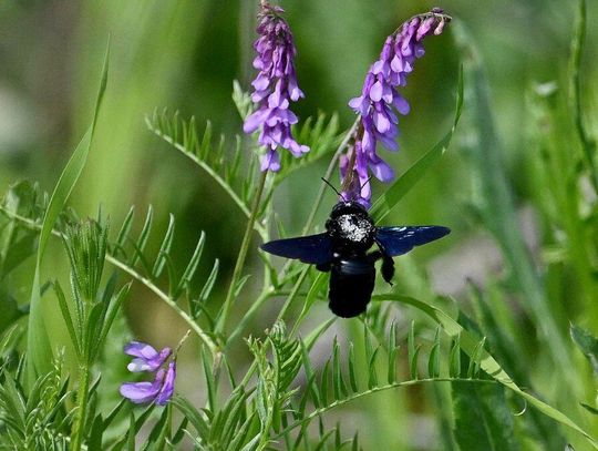 Sensacja przyrodnicza. Sądzili, że wyginęła, ale czarna pszczoła wróciła po 50 latach