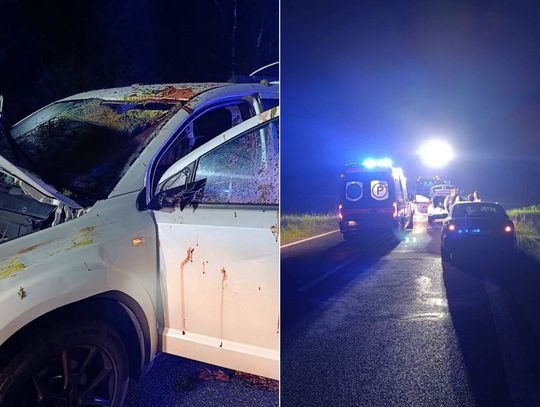 Seria niebezpiecznych kolizji ze zwierzętami w powiecie włodawskim. Policja apeluje o ostrożność