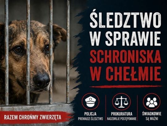 Śledztwo w sprawie schroniska w Chełmie. Prokuratura i policja badają doniesienia o znęcaniu się nad zwierzętami