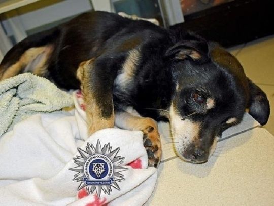 Smutny psi żywot...