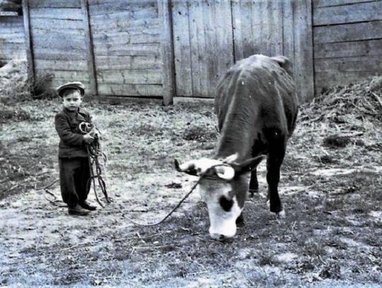 Sonet z krową na postronku