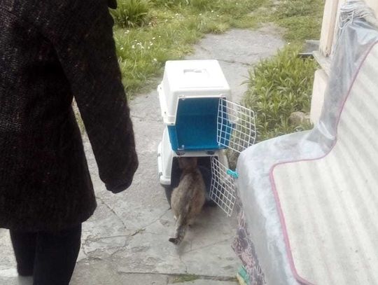 Sterylizacje przełożone nie wiadomo na kiedy