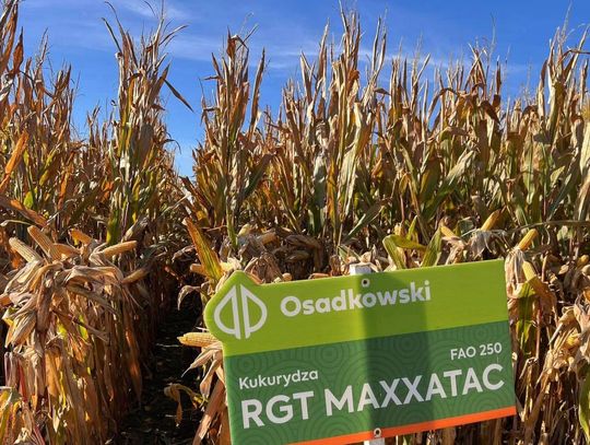 Stonka kukurydziana — nowe zagrożenie dla upraw kukurydzy