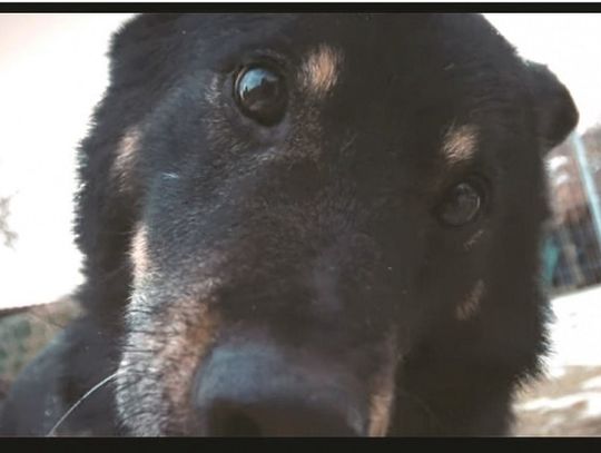 Straż dla zwierząt w finansowym dołku