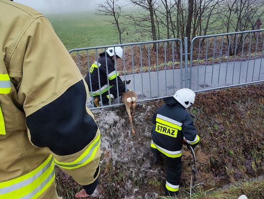 Strażacy ratowali sarnę i psa, pomagali też załodze karetki pogotowia w transporcie nieprzytomnego