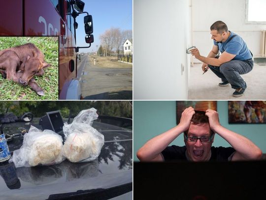 SuperFlesz (23-09-22): Podejrzane woreczki, tony podróbek, cielak na gigancie