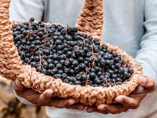 Superfood, czyli jagody acai