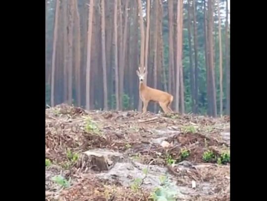 Szczekająca sarna z Nadleśnictwa Sobibór [FILM]