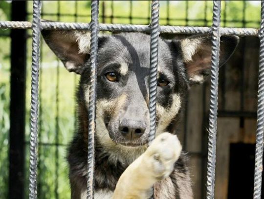 Szukają pomocy w mieście