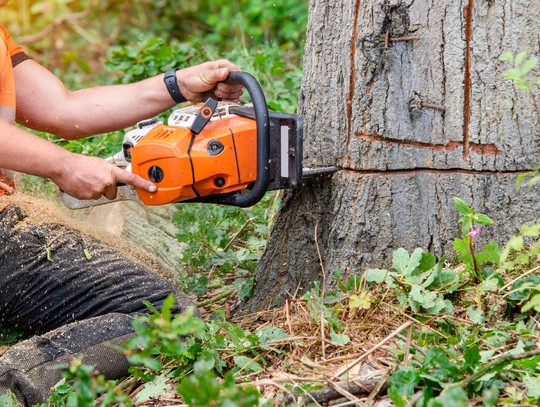 Szybciej usuniesz drzewo z własnej działki. Proponuje zespół Brzoski