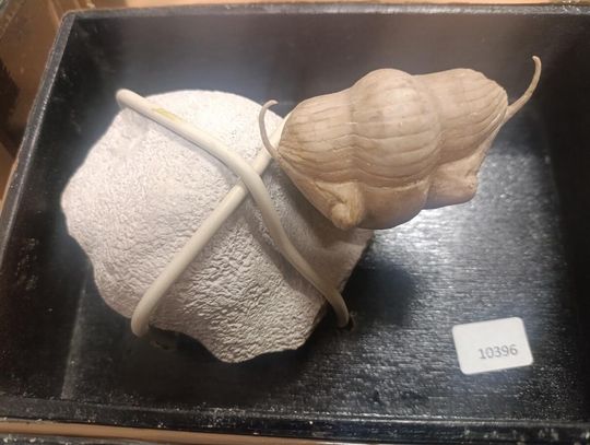 Próbował przemycić skamieniałości najstarszych organizmów zwierzęcych na Ziemi [ZDJĘCIA]