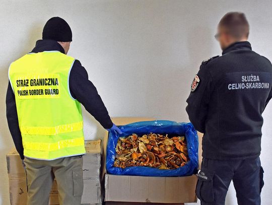 Toksyczna przesyłka w ciężarówce. 34 kg suszonych muchomorów przechwycili w Dorohusku celnicy