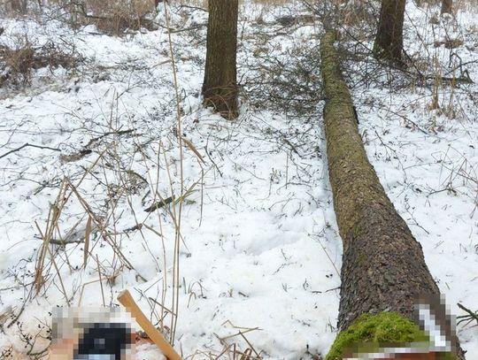 Tragedia w lesie. Nie żyje 66-letni mężczyzna