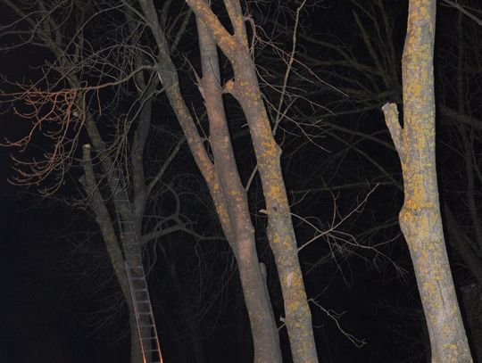 Tragiczny wypadek w Rejowcu Fabrycznym. 43-latek zginął podczas przycinania drzew