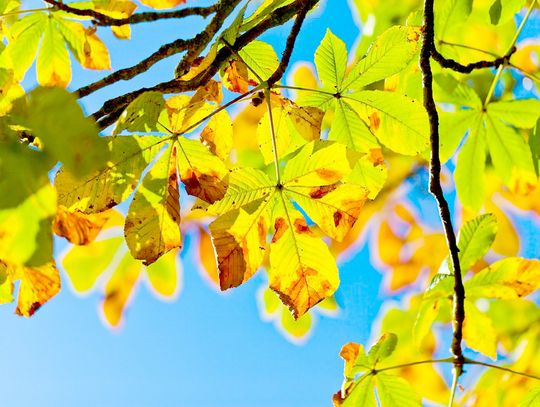 Trwa wojna ze szrotówkiem