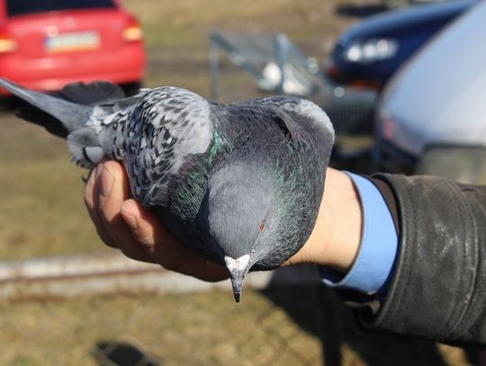 Tylko koni już brak | Super Tydzień