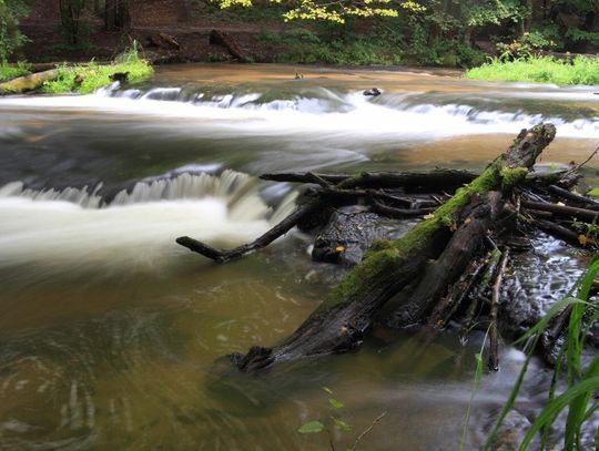 Ukryty skarb Roztocza: Rezerwat Szumy nad Tanwią