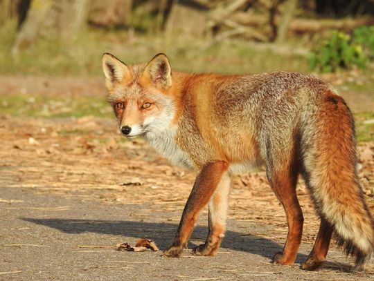Na Lubelszczyźnie rozpoczyna się jesienna akcja ochronnego szczepienia lisów wolno żyjących przeciwko wściekliźnie. Lubelski Wojewódzki Lekarz Weterynarii wydał w tej sprawie oficjalny komunikat. Akcja została zaplanowana na dni od 10 do 13 września 2026 roku.