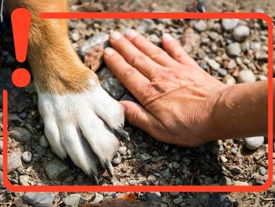 Uwaga na poparzone łapy! Psy cierpią w upały