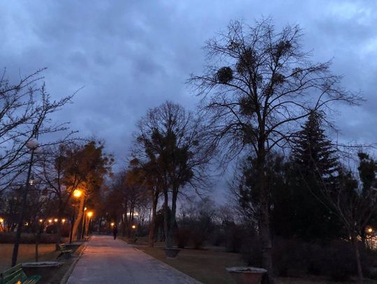 W obronie lip z parku