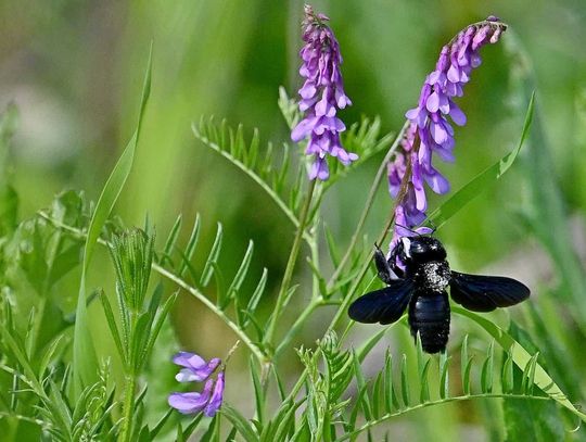 W Zamościu zaobserwowano ściśle chronioną czarną pszczołę! To prawdziwy cud, mówią ludzie