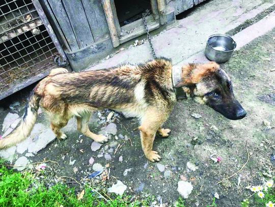 WeRwA dla bezdomnych psiaków