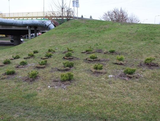 Więcej zieleni w Chełmie