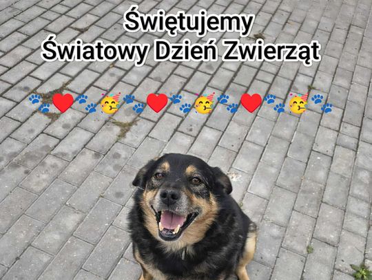 Wielkie świętowanie Światowego Dnia Zwierząt w Chełmie