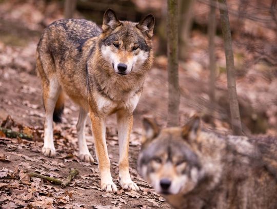 Na portalu informacyjnym gminy Sawin pojawił się komunikat w sprawie wilków. Zwierzęta mieli zauważyć sami mieszkańcy, którzy postanowili zaalarmować urząd. Samorządowcy sugerują, aby zachować szczególną ostrożność. Na co jeszcze warto zwrócić uwagę?
