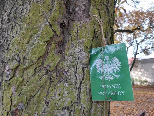 Włodawa. Lokalni społecznicy upominają się o pomniki przyrody