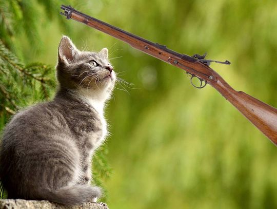 Włodawa. Miłośnik broni poluje na domowe zwierzęta? Postrzelona kotka nie żyje