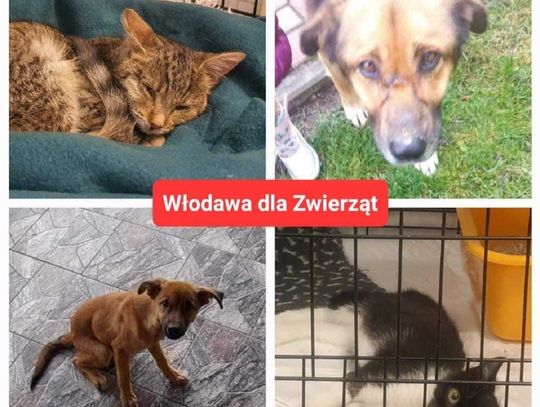 Włodawa. Zagrają w darta i pomogą bezdomnym zwierzakom