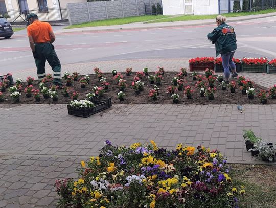 Włodawa zakwitła. Pełno bratków w całym mieście