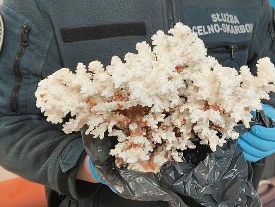 Wśród zatrzymanych pamiątek na granicy czaszka wilka, pazury niedźwiedzia i wylinki węża [ZDJĘCIA]