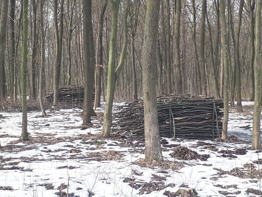Wycinają na potęgę! | Super Tydzień