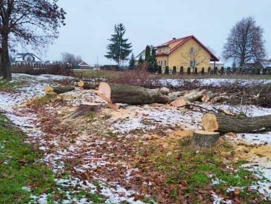 Wytną prawie 100 drzew. Gmina robi miejsce na oświetlenie