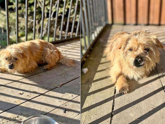 Wzrost kosztów i wypowiadane umowy. Gmina Wyryki walczy z problemem bezdomnych zwierząt pies do adopcji po zmarłym właścicielu