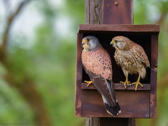 Z CEMEXem podglądajmy pustułki