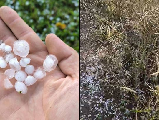 Pow. chełmski. Niszczycielskie gradobicie. Z tych ziaren chleba ani oleju już nie będzie [ZDJĘCIA]