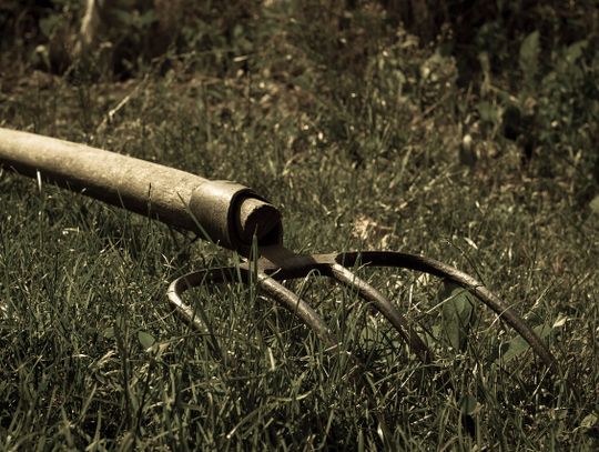 Z widłami na matkę i brata